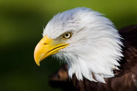 Eagle Stock Photos