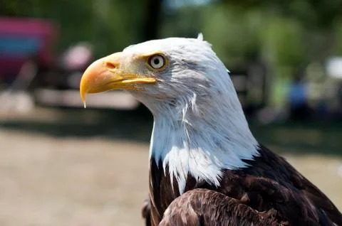 Eagle Stock Photos