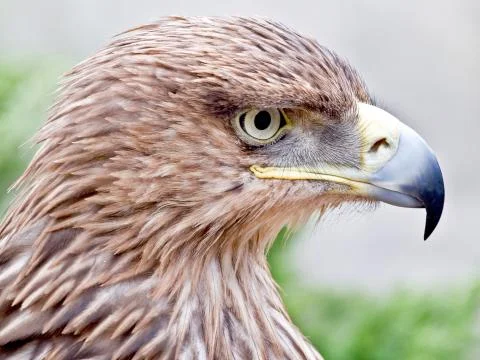 Eagle Stock Photos