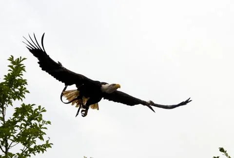 Eagle Stock Photos