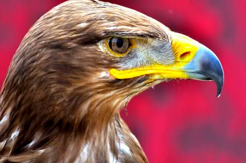 The eagle Stock Photos