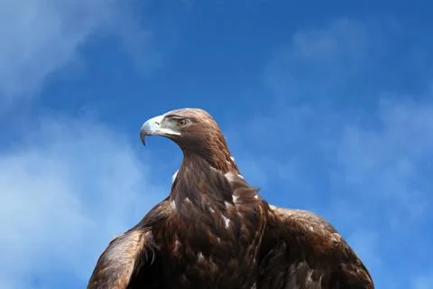 Eagle Foto stock