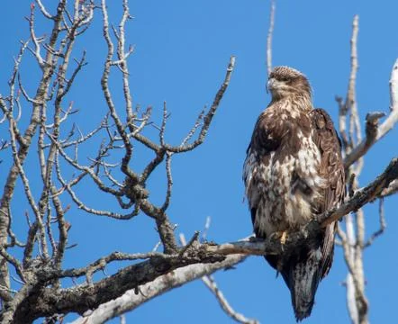 Eagle Stock Photos