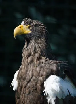 Eagle Stock Photos