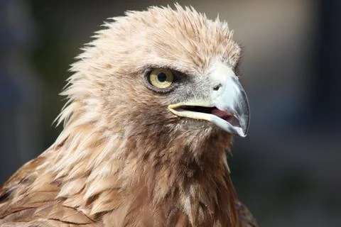 Eagle. 스톡 사진