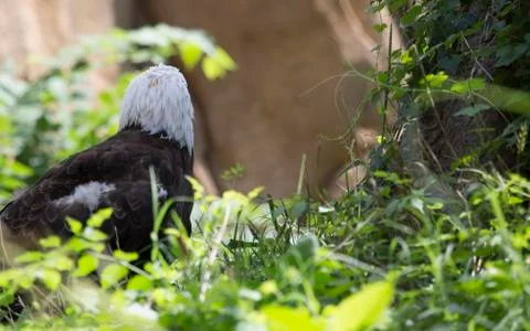Eagle Stock Photos