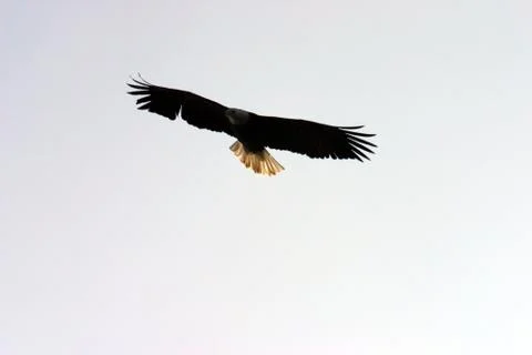 Eagle 写真素材