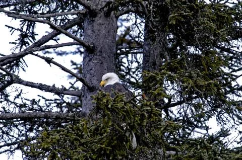 Eagle Stock Photos