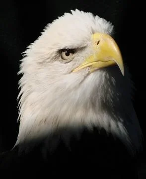 Eagle Stock Photos