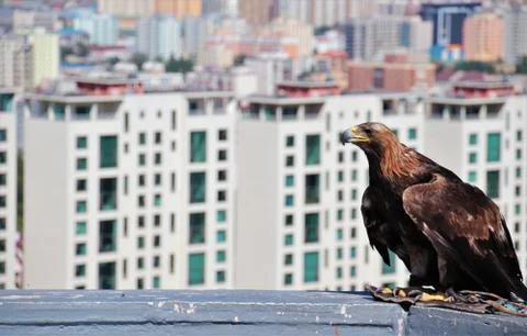 Eagle Stock Photos