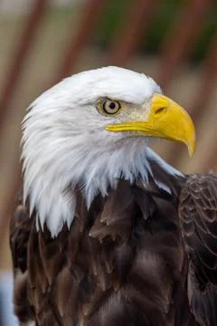 Eagle Stock Photos