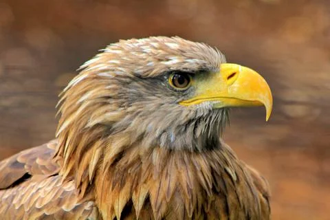Eagle Stock Photos