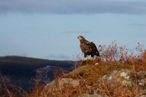 Eagle 스톡 사진