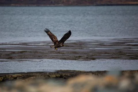 Eagle Stock Photos