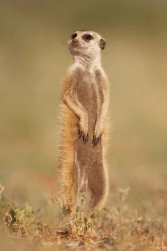 Is that an eagle? Stock Photos