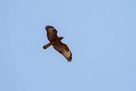 Eagle Stock Photos