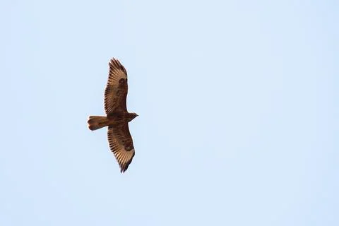Eagle Stock Photos