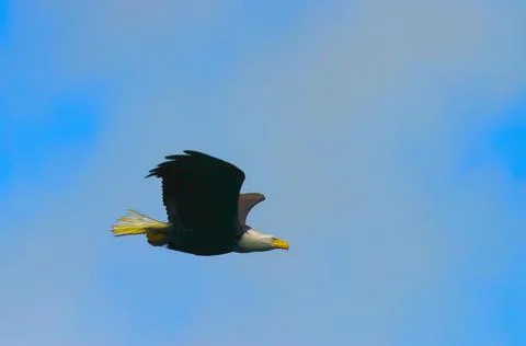 An Eagle Foto stock
