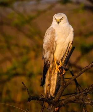 Eagle Stock Photos