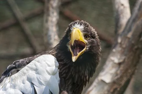 Eagle with Stock Photos