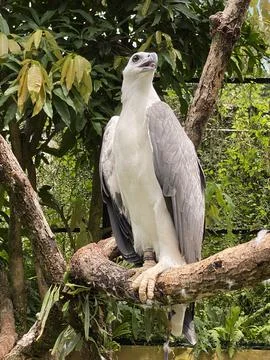 The Eagle Stock Photos