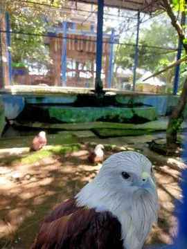 With Eagle 写真素材