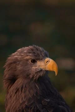 Eagle Foto stock
