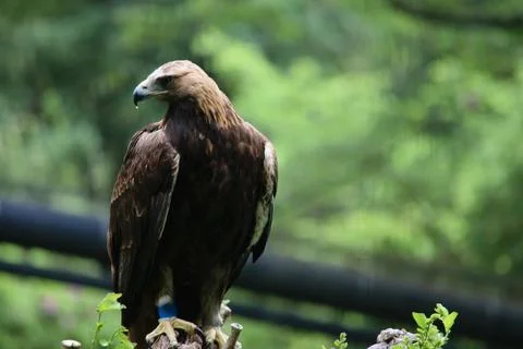 Eagle Foto stock