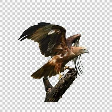 Eagle Stock Photos