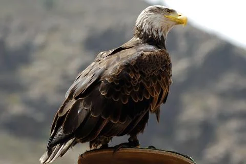 Eagle Stock Photos