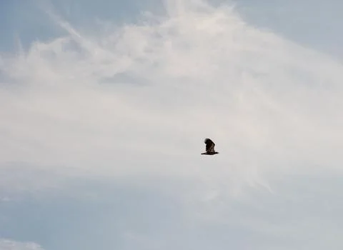 Eagle Stock Photos