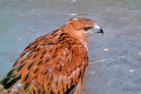 Eagle Stock Photos