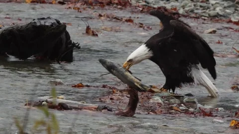 Eagle picks at a salmon on Harrison River Stock Footage 321373896