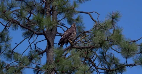 Eagle in Pine Tree Grooming Stock Footage 77523142