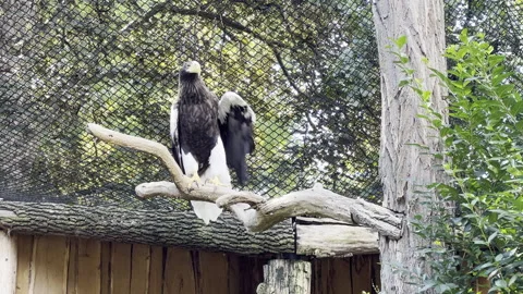 Eagle, Pond5 clip. Stock Footage 203224780