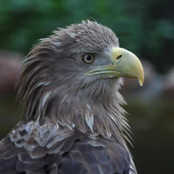 Eagle portrait Stock Photos
