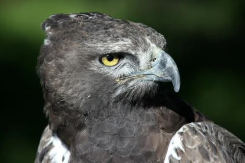 Eagle Portrait Foto stock