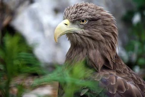 Eagle portrait Stock Photos