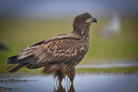 Eagle is posing Stock Photos