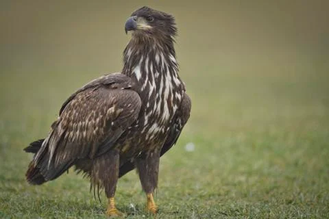 Eagle posing Stockfoto's