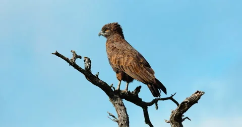 Eagle, Prepares to take flight from a dead tree in Africa, Kenya. Wildlife birds Stock Footage 197366323