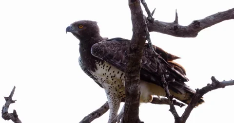 Eagle, Prepares to take flight from a dead tree in Africa, Kenya. Wildlife birds Видео 199234001