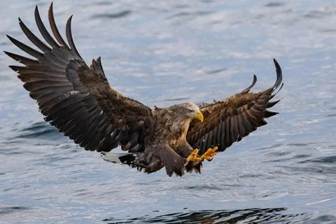 An eagle is preparing to catch fish Stock Photos
