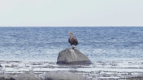 Eagle with Prey Flight - Wildlife - White Tailed Eagle with Seabird catch flying Stock Footage 117849031