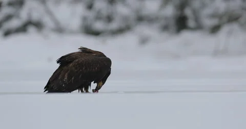 Eagle with prey. Golden Eagle with caught fish in snowy winter, snow in the fore Stock-Footage 166102065