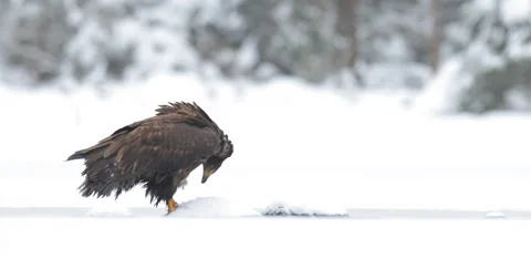Eagle with prey. Golden Eagle with caught fish in snowy winter, snow in the fore Stock Footage 166102068