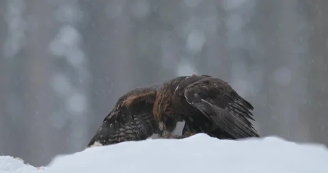 Eagle with prey. Golden Eagle with caught fish in snowy winter, snow in the fore Vídeo Stock 166104463