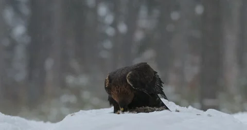 Eagle with prey. Golden Eagle with caught fish in snowy winter, snow in the fore Stock Footage 166104773