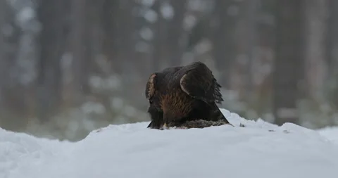 Eagle with prey. Golden Eagle with caught fish in snowy winter, snow in the fore Stock Footage 166104874