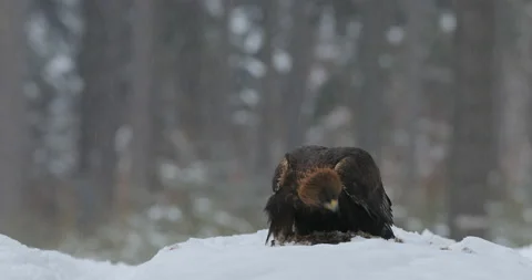 Eagle with prey. Golden Eagle with caught fish in snowy winter, snow in the fore Stock Footage 166105348